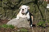 BULLDOG ANGLAIS 057